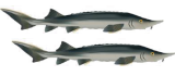 Thức ăn cá tầm